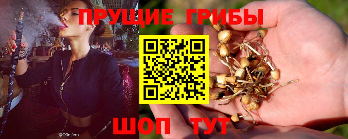 Железноводск  Галлюциногенные грибы Psilocybine cubensis  Вход с VPN 
